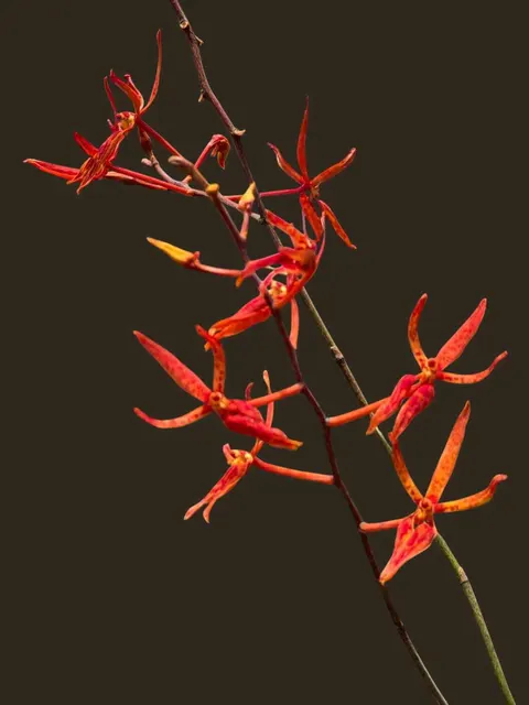 Renanthera matutina (Renanthera)