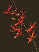 Renanthera matutina (Blooming Size)