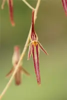 Pleurothallis stricta
