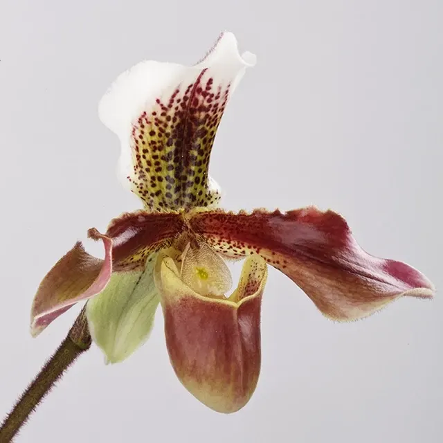 Paphiopedilum San Remo
