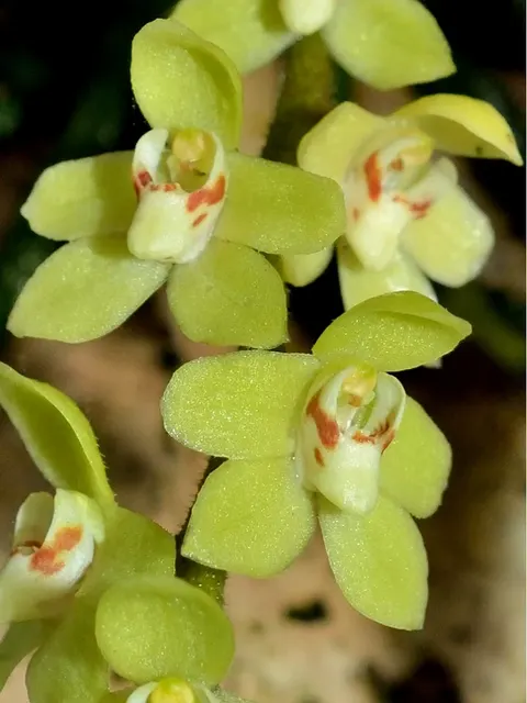 Chiloschista segawae (Chiloschista)