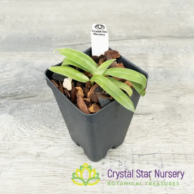 Paphiopedilum Mastersianum X Appletonianum Album 'Zephyrus'