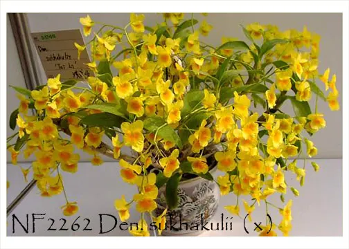 Dendrobium sukhakulii 'Note: Mounted , Vietnam Species' (Dendrobium)