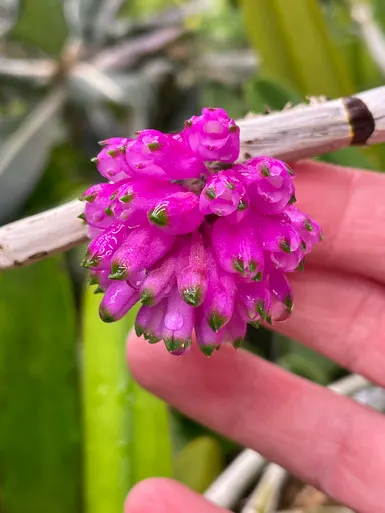 Dendrobium purpureum (Dendrobium)