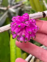 Dendrobium purpureum | SapphireChild Orchids