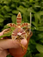 Phalaenopsis Meen Estrella