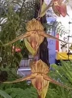 Paphiopedilum rothschildianum ‘Anja’ x Susan Booth
