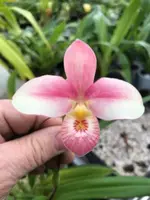 Phragmipedium Hanne Popow (schlimi x besseae)