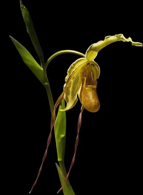 Phragmipedium Mont Fallu (longifolium x Grande 'PR')