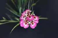 Tolumnia Orchid Plant - Rainbow Hybrid - Tolumnia Jairak 'Rainbow' #JM-01 - Vibrant Blooms, Equitant Oncidium Variety