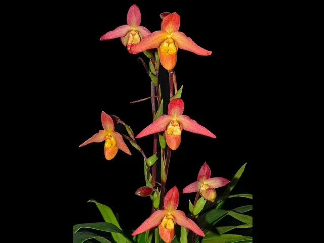 Phragmipedium Olaf Gruss (Phragmipedium)