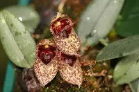Bulbophyllum frostii ‘Elite’s 1st’ syn. bootanoides