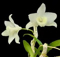 Dendrobium parishii alba
