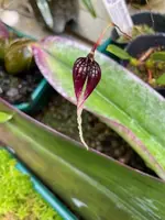 Bulbophyllum contortisepalum ‘Red’