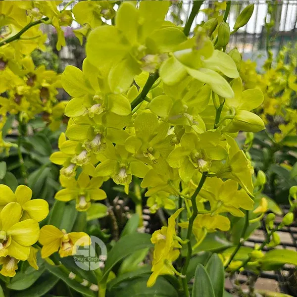 Dendrobium Burana Green x Udom Yellow