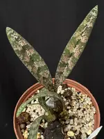 Oeceoclades spathulifera