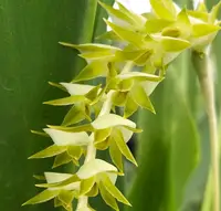 Dendrochilum magnum