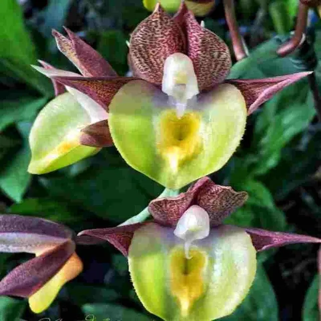 Catasetum Pileabrosum 'In Frangrante' (Catasetum)