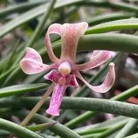 Vanda falcata x Pps labukensis | compact novelty | SapphireChild Orchids