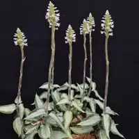 Aspidogyne (Apg) argentea