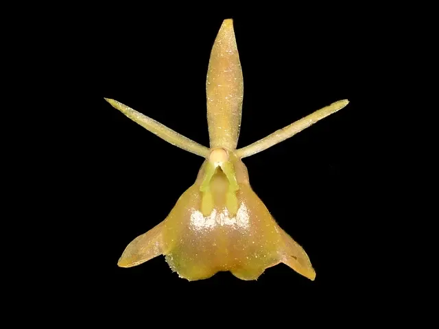 Epidendrum neolehmannia (Epidendrum)