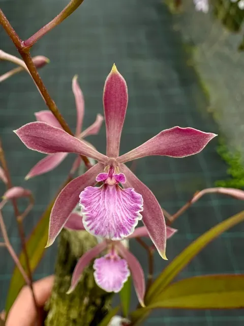 Encyclia Savanna Pixie (Encyclia)