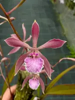 Encyclia Savanna Pixie — Mounted