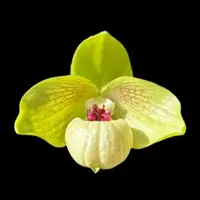 [Bare-root] Paph. Shun-Fa Golden (malipoense x hangianum) 熊貓微笑 [2.8“ NBS][July in stock]