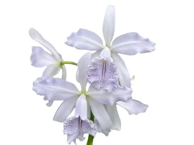 Cattleya Roque Sevilla (Cattleya)
