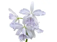 Cattleya Roque Sevilla
