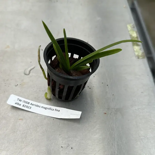 Aerides Magnifica Fma Alba (Aerides)