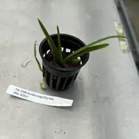 Aerides magnifica fma alba