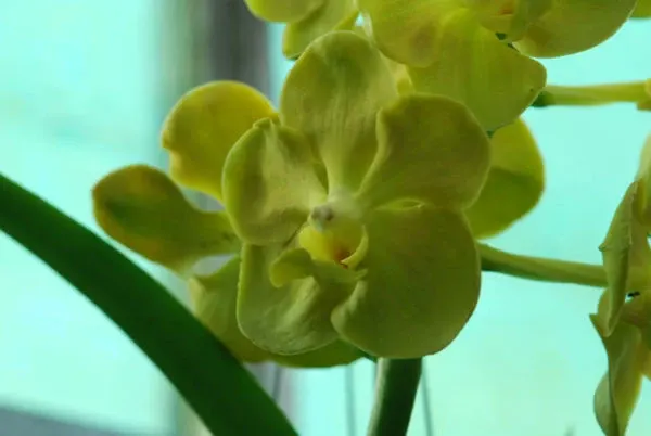 Ascocenda CANARY YELLOW