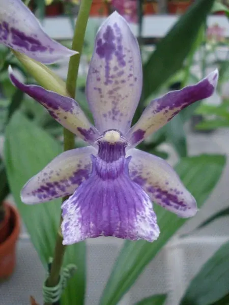 Noid Zygonisia
