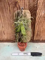 Phalaenopsis parishii MOUNTED