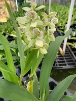 Orchid Encyclia Radiata Fragrant Orchid 4" Pot