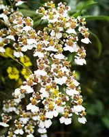 Tolumnia variegata