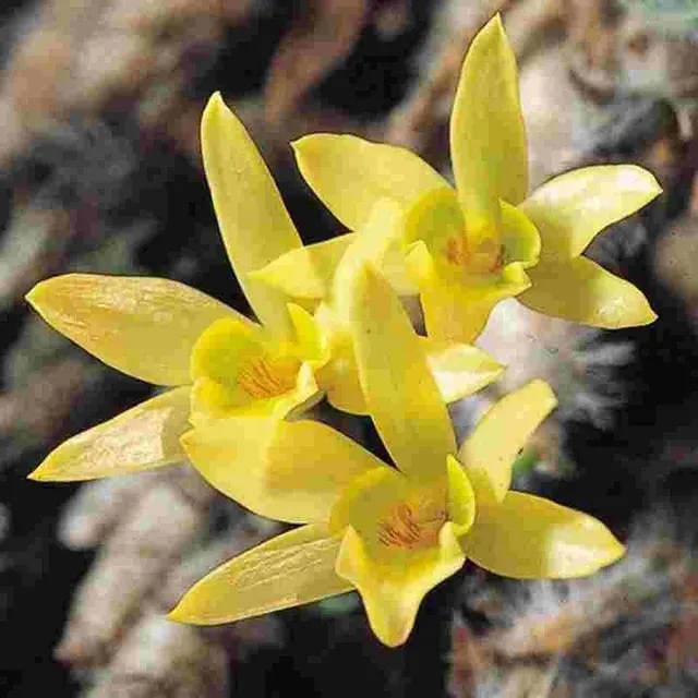 Dendrobium senile sp (Dendrobium)