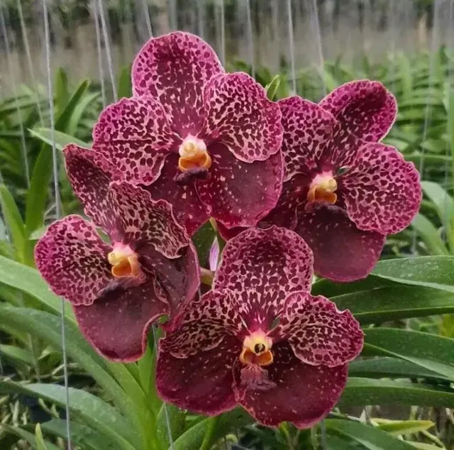 Vanda Kulwadee Fragrance X Thongchai Blooming Size (Vanda)