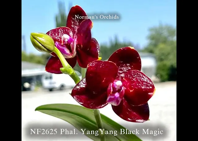 Phalaenopsis YangYang Black Magic ', Note : Some Might Be Fragrance , Limited' (Phalaenopsis)