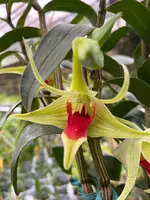 Den. Suzukii x Tobaense — Not Currently In Bloom or Spike