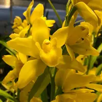Orchid Cymbidium Cymbidium Golden Elf Rare Live PLant