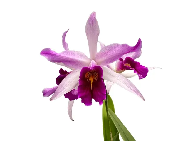 Laeliocattleya Edissa Uba Tuba (Laeliocattleya)
