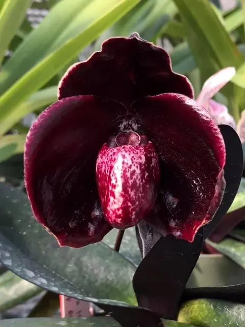 Paphiopedilum leucochilum 'Black' (Paphiopedilum)