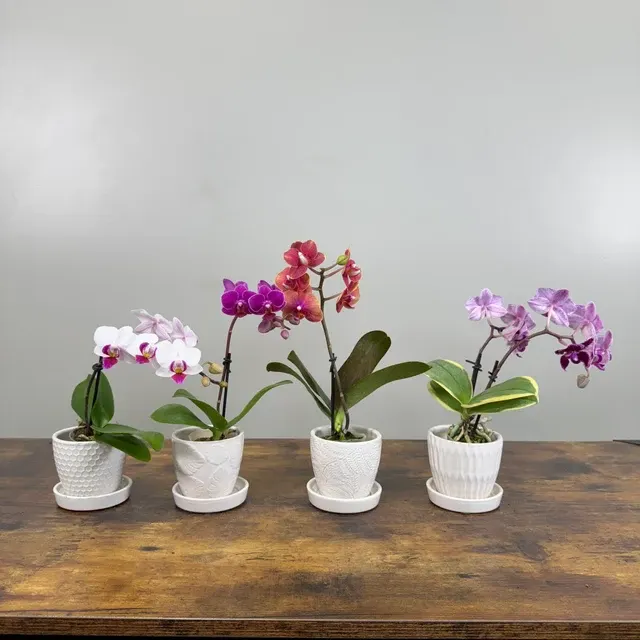 Phalaenopsis multiflora (Phalaenopsis)