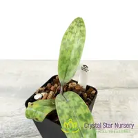Paphiopedilum Shun-Fa Web (Hung Sheng Bay x Hsinying Web) (OK5094)