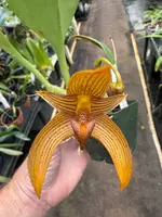 Bulb. claptonense — Not in bloom