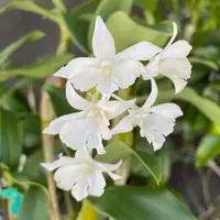 Den. Mini Snowflake (4" Pot) - Buds
