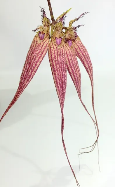 Bulbophyllum Elisabeth Ann Buckelberry (Bulbophyllum)