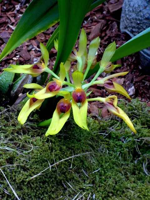 Bulbophyllum graveolens 'Big'
